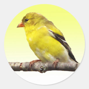 Goldfinch Classic Round Sticker