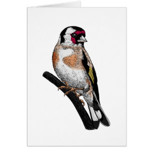 Goldfinch drawing