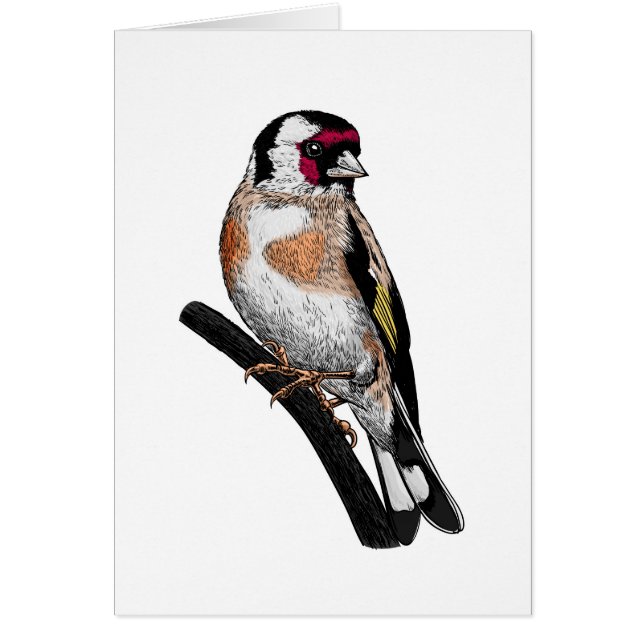 Goldfinch drawing (Front)