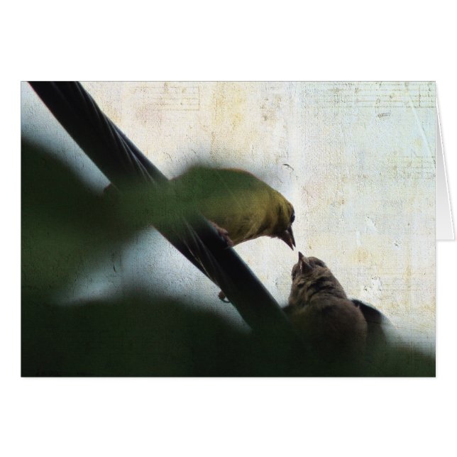 Goldfinch Feeds Chick (Front Horizontal)