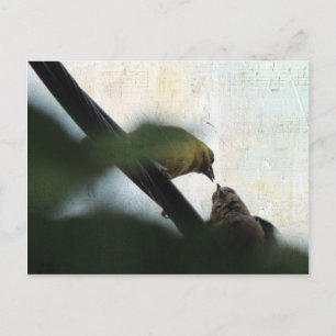 Goldfinch Feeds Chick Postcard
