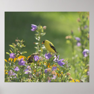 Goldfinch Garden Poster