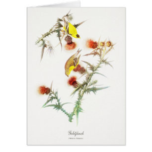 Goldfinch Greeting Card