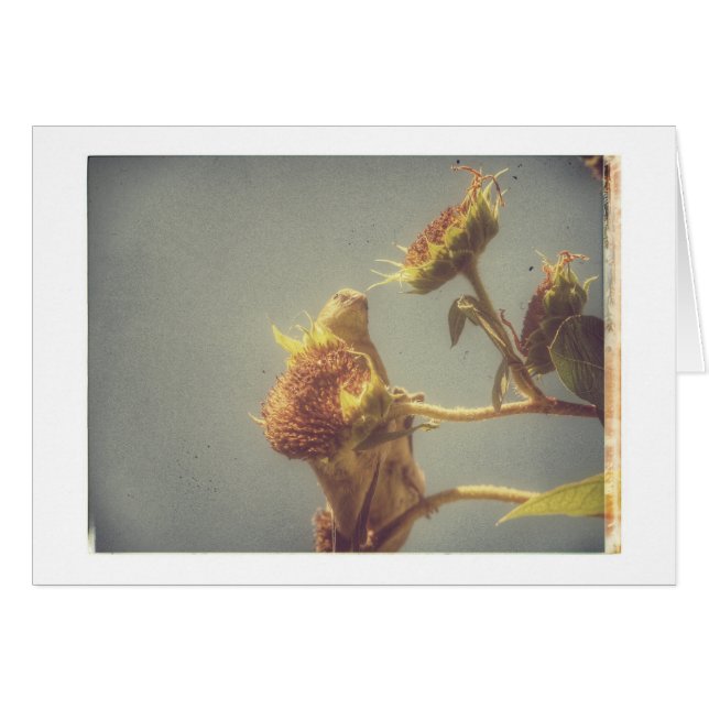 Goldfinch Grunge (Front Horizontal)