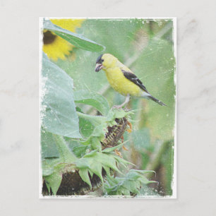 Goldfinch Grunge Postcard