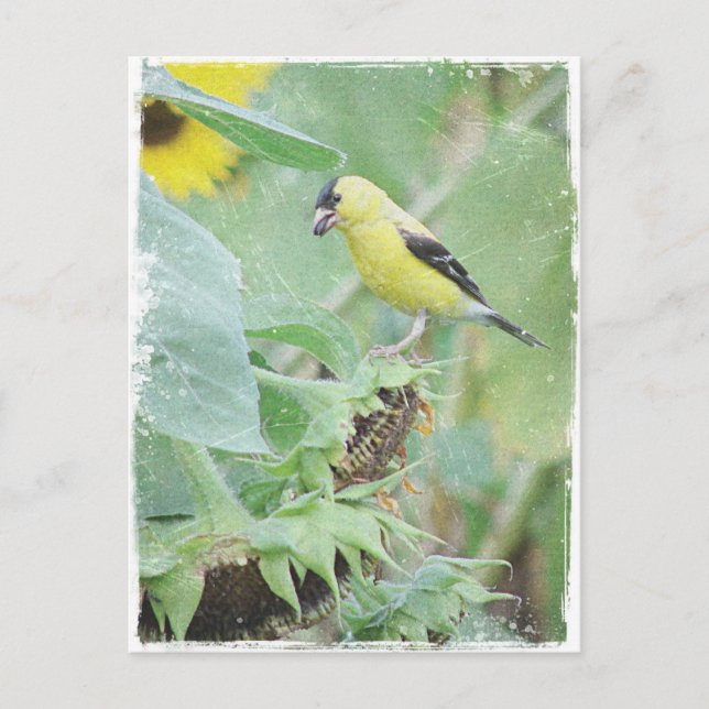 Goldfinch Grunge Postcard (Front)