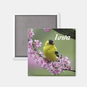Goldfinch, Iowa State Bird Magnet