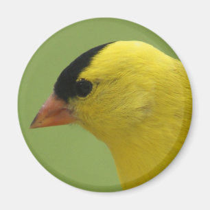 Goldfinch Magnet
