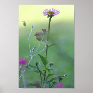 Goldfinch on a Coneflower Poster