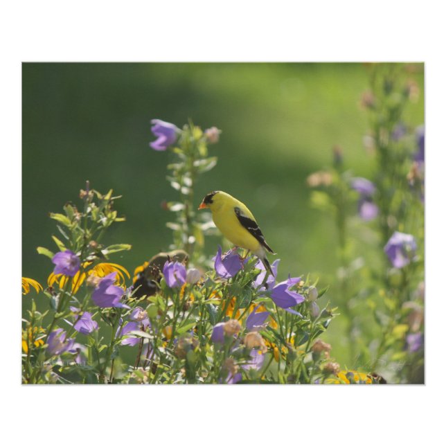 Goldfinch on a Harebell Flower Poster (Front)