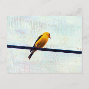 Goldfinch on a Power Line Postcard