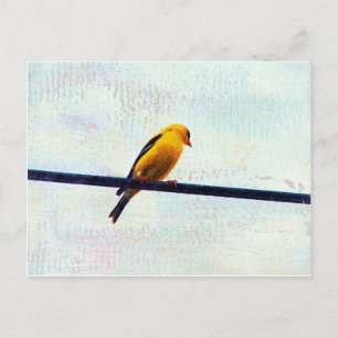 Goldfinch on a Power Line Postcard