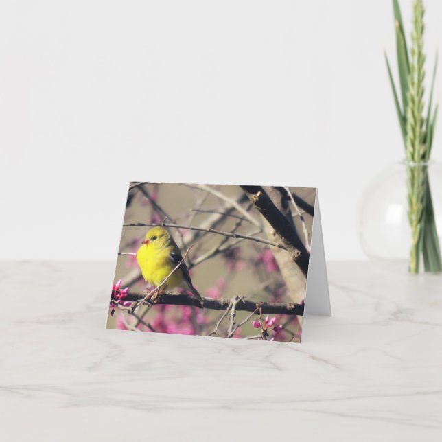 Goldfinch on a Redbud in Spring Card (Front)