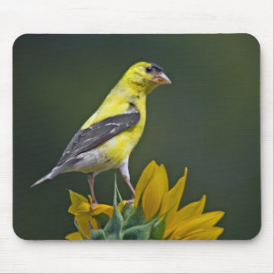 Goldfinch On A Sunflower Mouse Pad