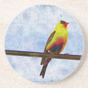 Goldfinch on Power Line Coaster