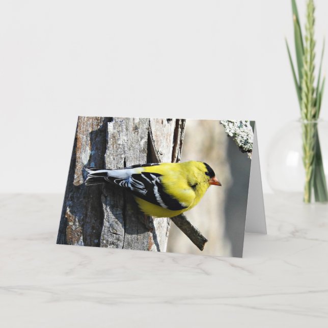 Goldfinch on Shagbark Greeting Card, Blank Inside Card (Front)