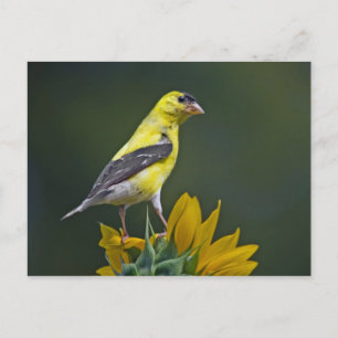 Goldfinch on Sunflower Postcard
