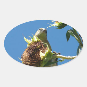 Goldfinch Oval Sticker
