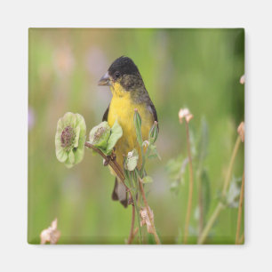 Goldfinch perched on flowers magnet