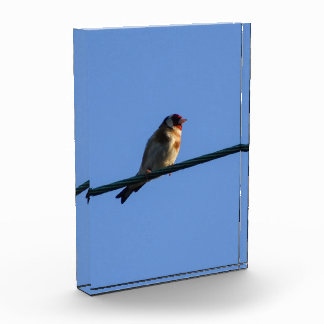 Goldfinch  photo block