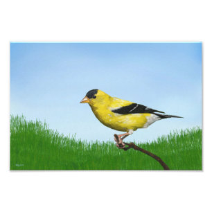 Goldfinch Photo Print