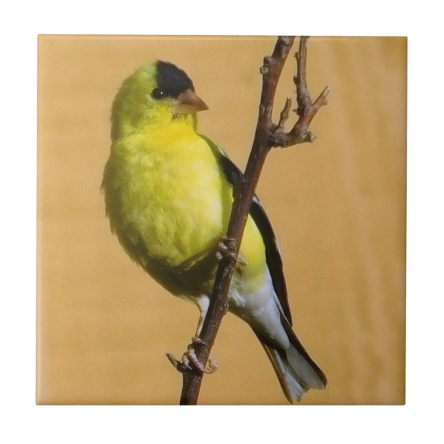 Goldfinch Pose Tile (Front)