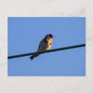 Goldfinch  postcard