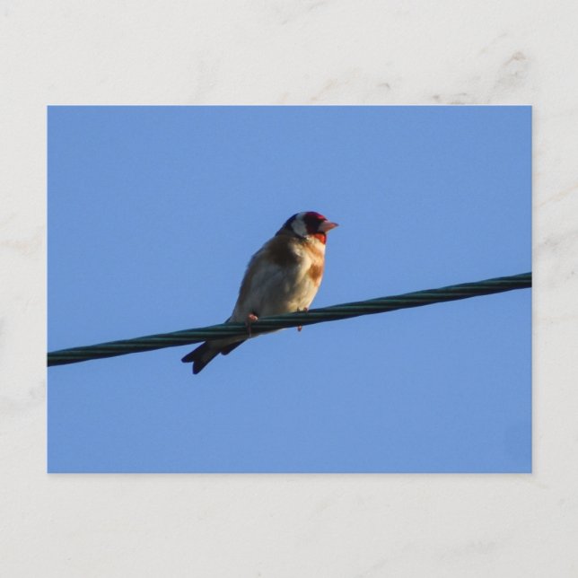 Goldfinch  postcard (Front)