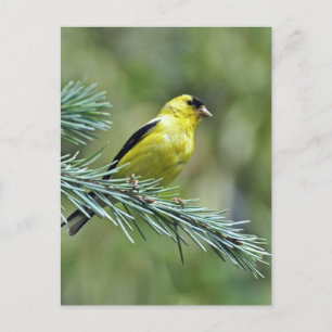Goldfinch Postcard