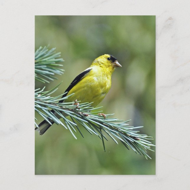 Goldfinch Postcard (Front)