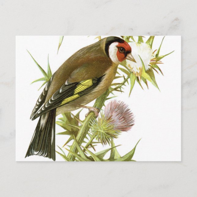 Goldfinch Postcard (Front)