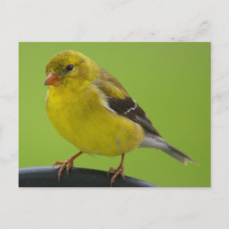Goldfinch Postcard