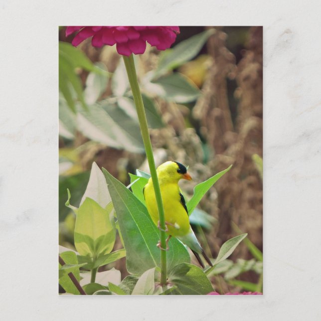 Goldfinch Postcard (Front)