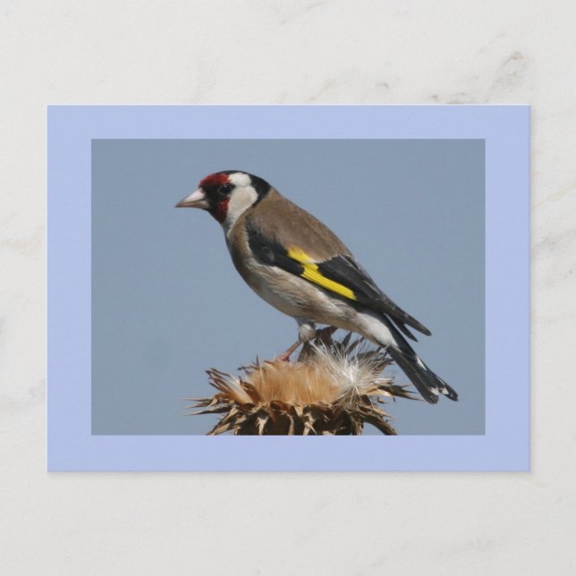 Goldfinch Postcard (Front)