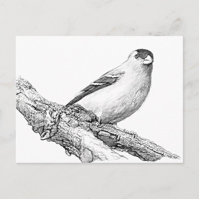 Goldfinch Postcard (Front)