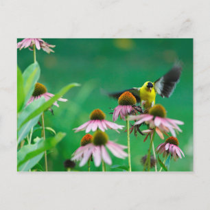 Goldfinch (Spinus tristis) Landing on a Coneflower Postcard