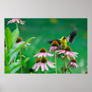 Goldfinch (Spinus tristis) Landing on a Coneflower Poster