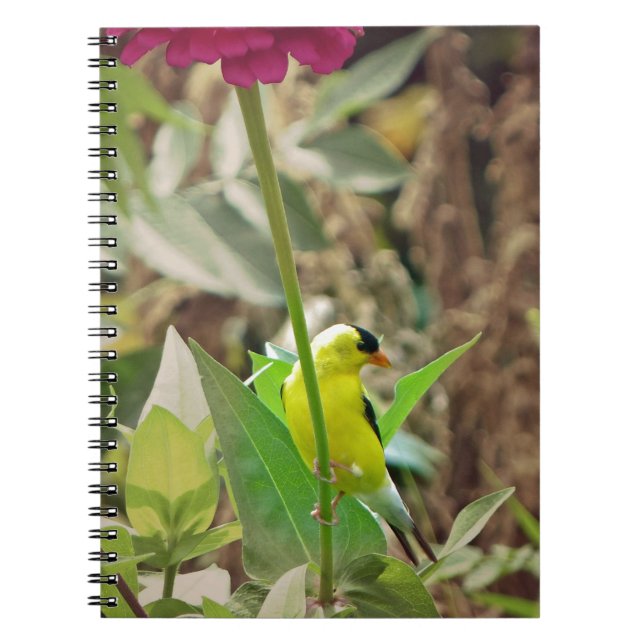 Goldfinch Spiral Notebook (Front)