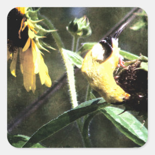 Goldfinch Square Sticker