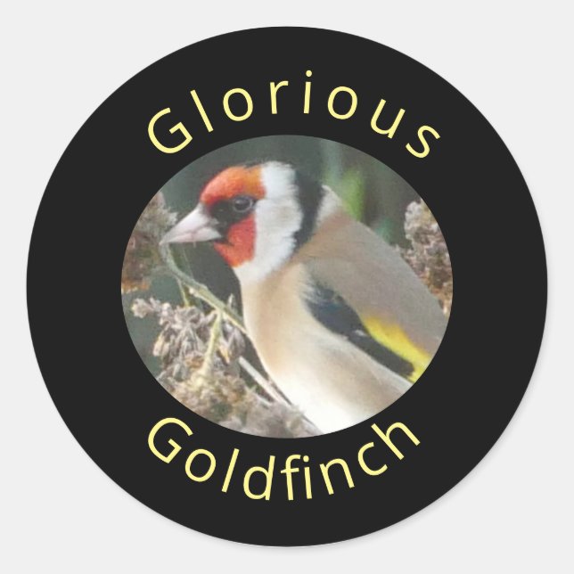 Goldfinch Sticker  (Front)