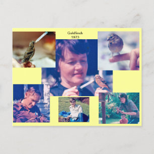 Goldfinch Story 1973 Postcard