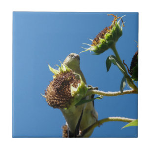 Goldfinch Tile