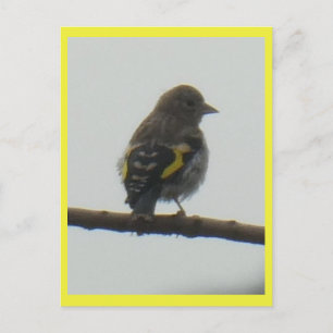 Goldfinch Young DIY Postcard