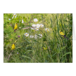 Goldfinches And Wild Flowers