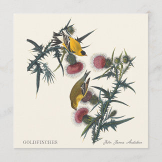 Goldfinches by John James Audubon