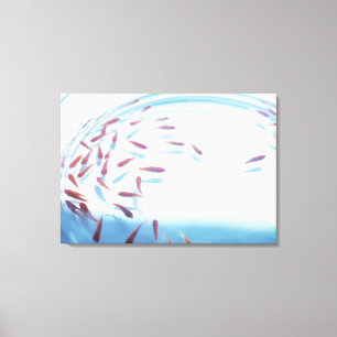 Goldfish 2 canvas print