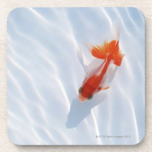 Goldfish 5 coaster