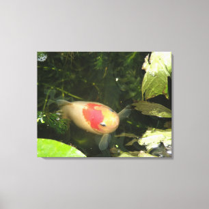 Goldfish Canvas Print