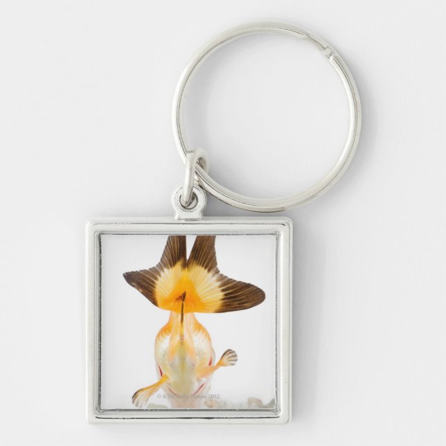 Goldfish (Carassius auratus) 2 Key Ring (Front)