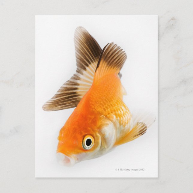 Goldfish (Carassius auratus) Postcard (Front)